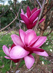 Obraz Magnolia